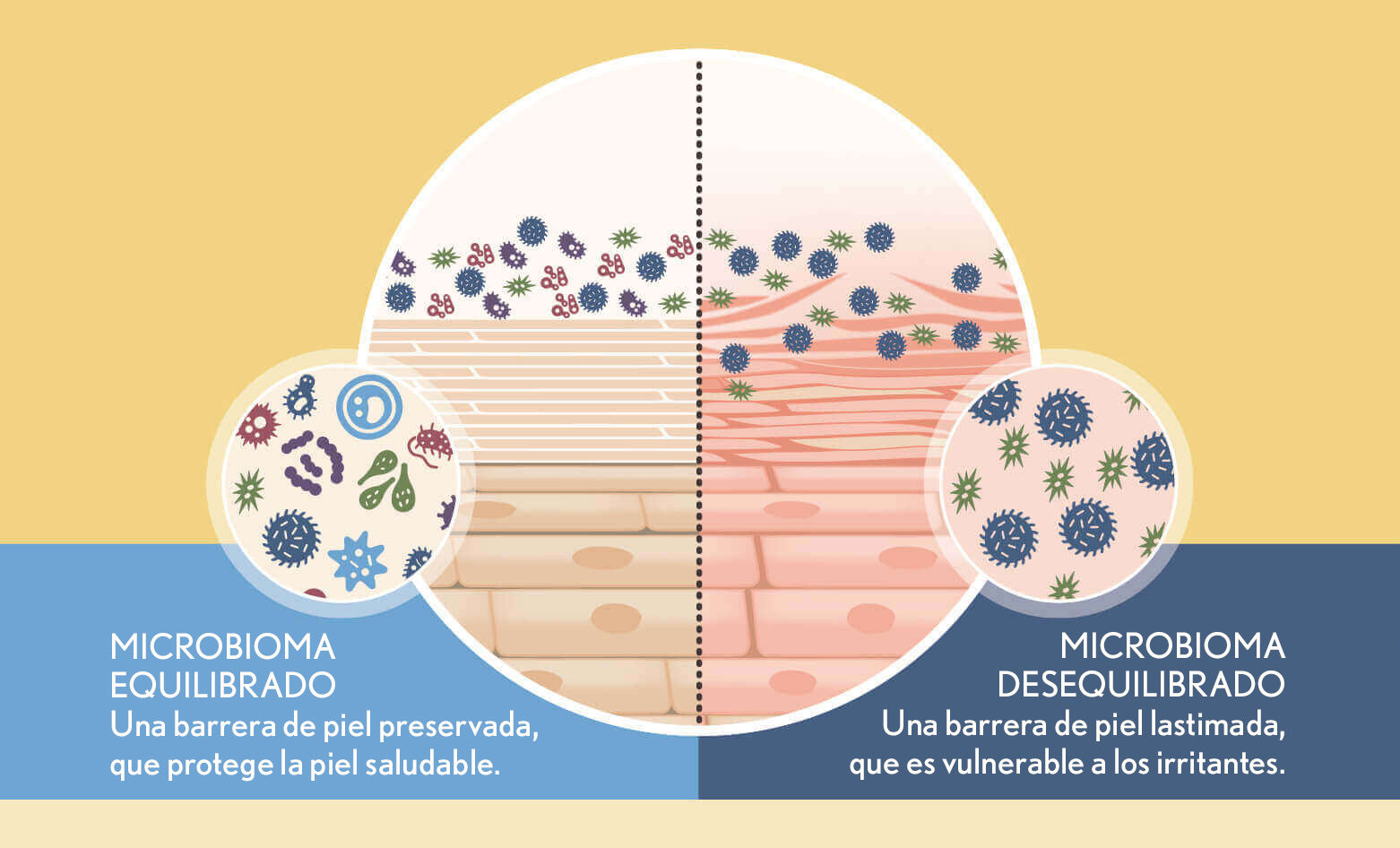 El Guardián de Tu Piel: Descubriendo el Microbioma y Su Importancia